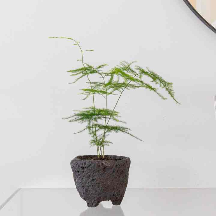 溶岩石 鉢 アスパラガス