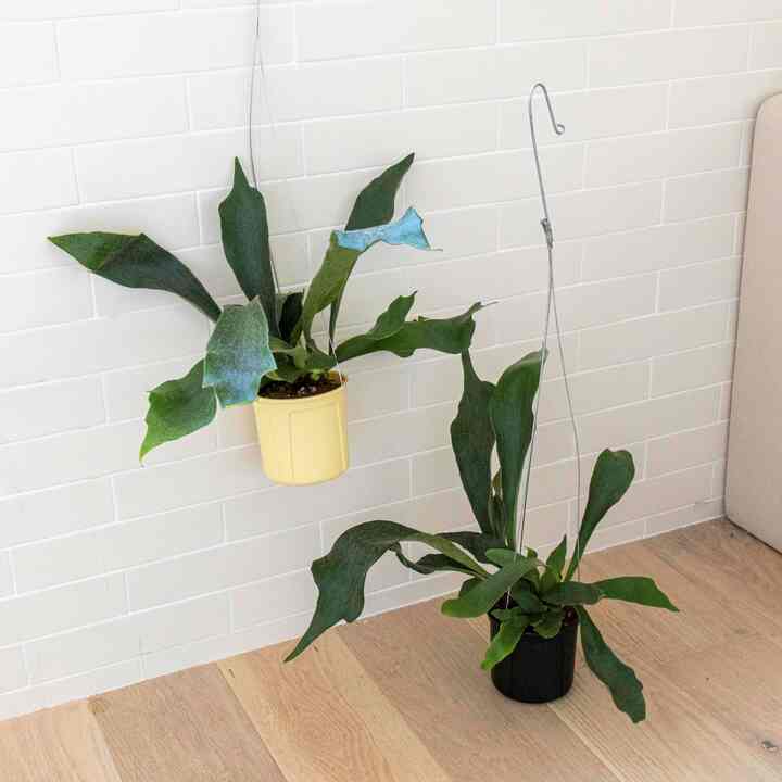 ビカクシダ ハンギングプラント