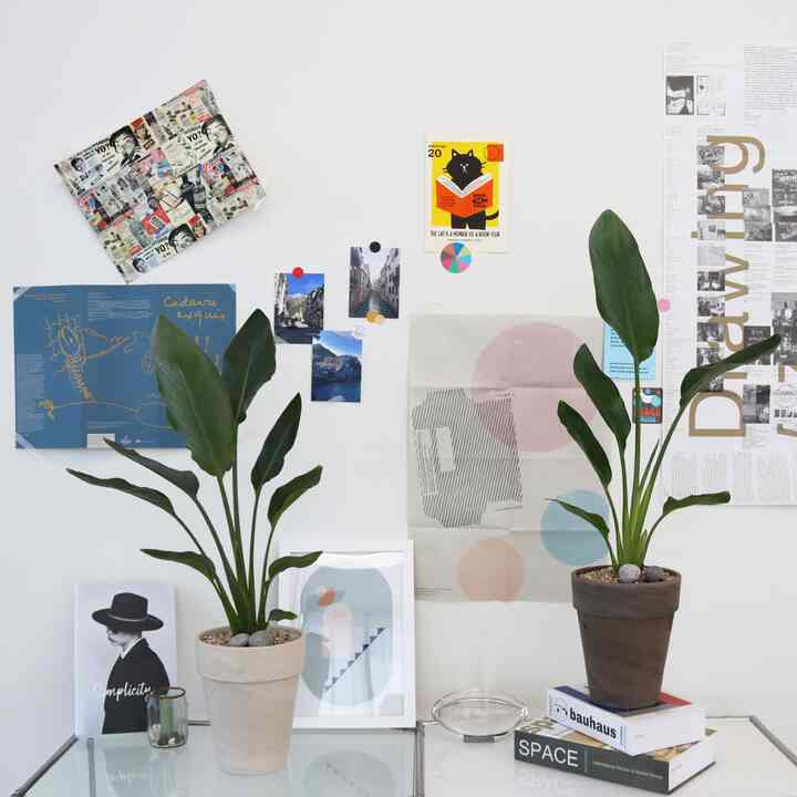 ストレリチア 中型