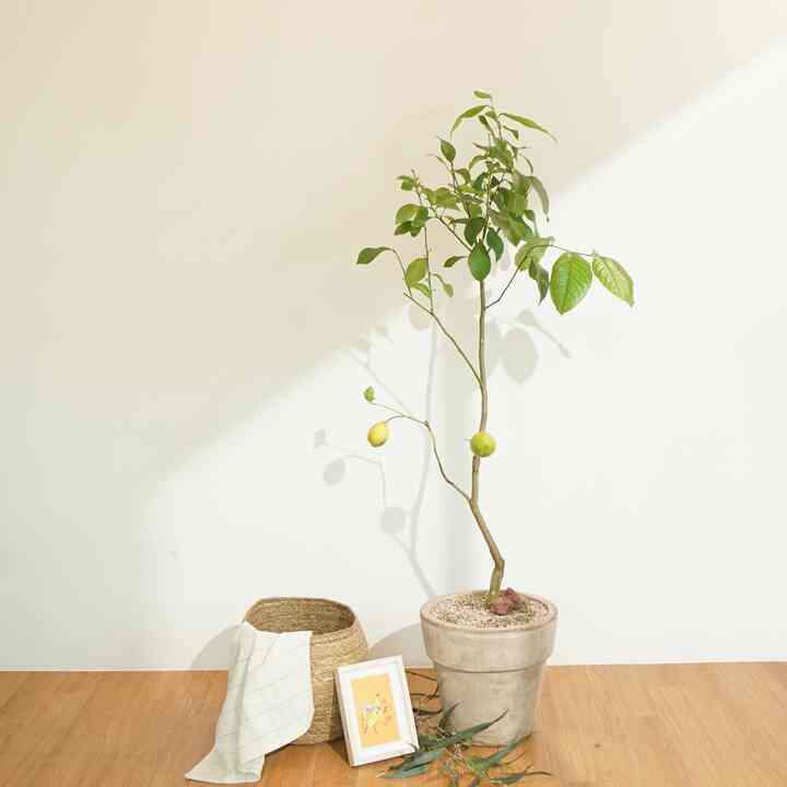 レモンツリー［2サイズ］