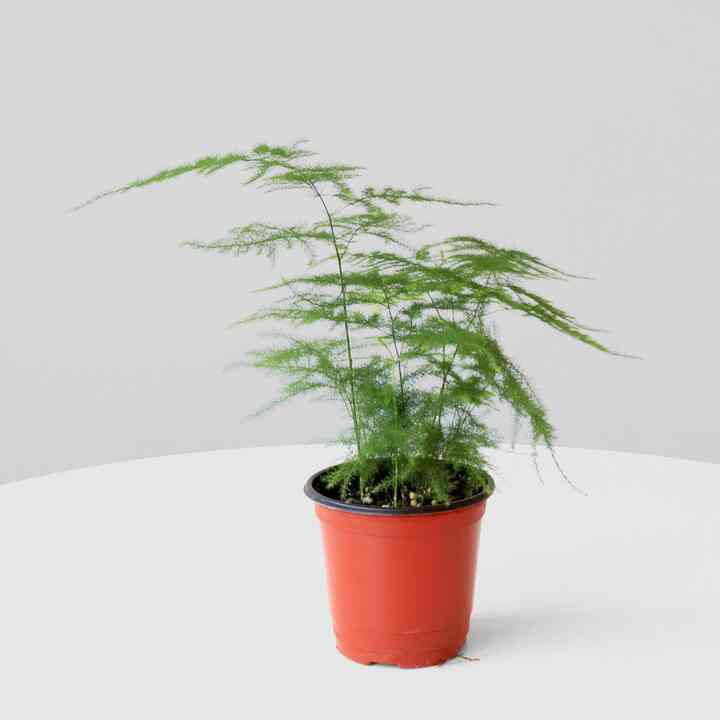 アスパラガス ナナス