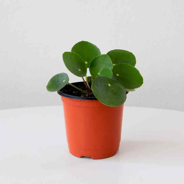 ピレア・ペペロミオイデス 小型苗