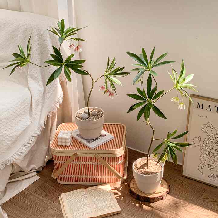 シェフレラ ・ホンコン フェイクグリーン［2色］