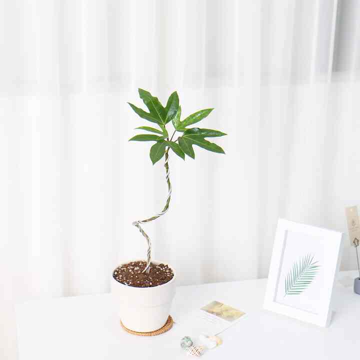 カクレミノ 観葉植物 Mini