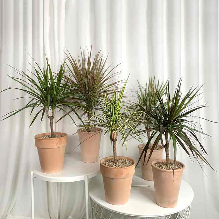 ドラセナ・コンシンネ［5種］