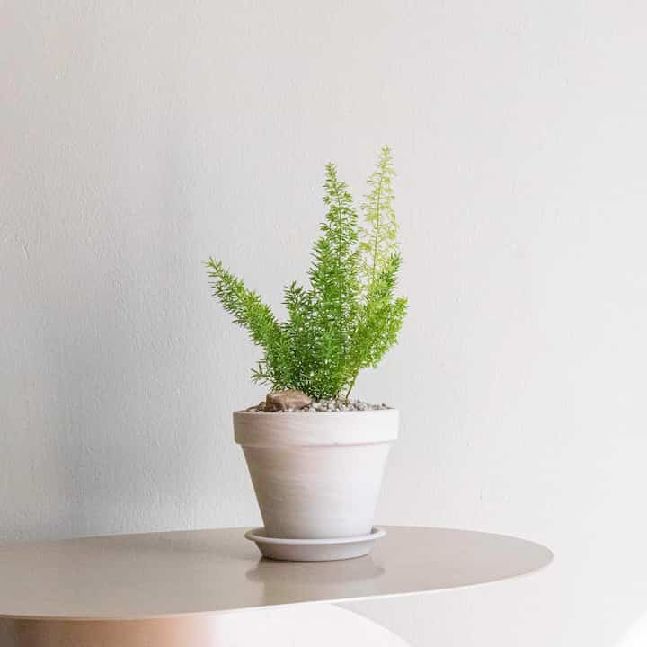 アスパラガス メイリー