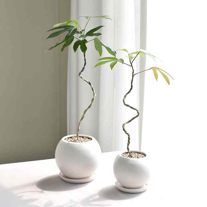 カクレミノ＆ムーンジャー 植木鉢