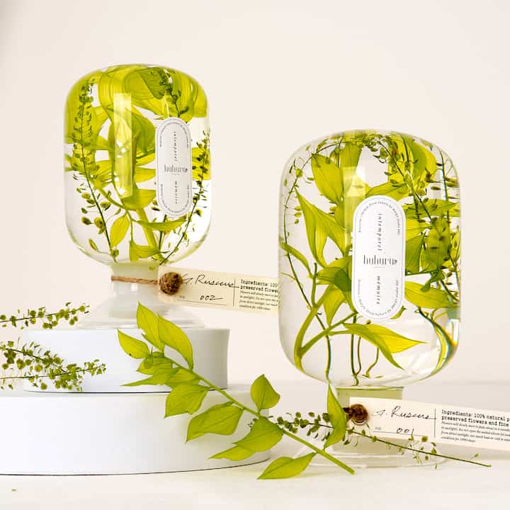 シグネチャー プラント オブジェ G. Ruscus［2サイズ］