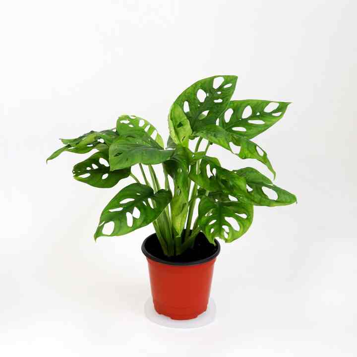 モンステラ アダンソニー