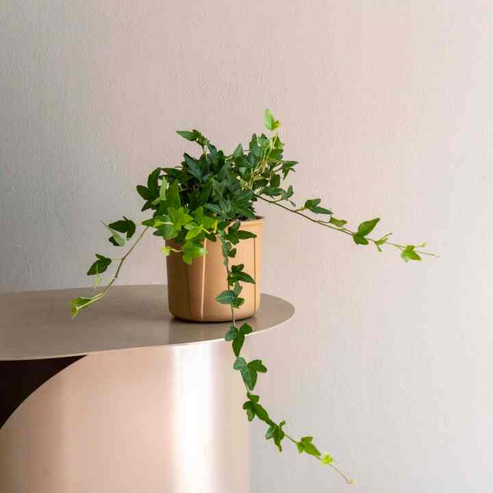 セイヨウキヅタ ハンギングボウル［4色］