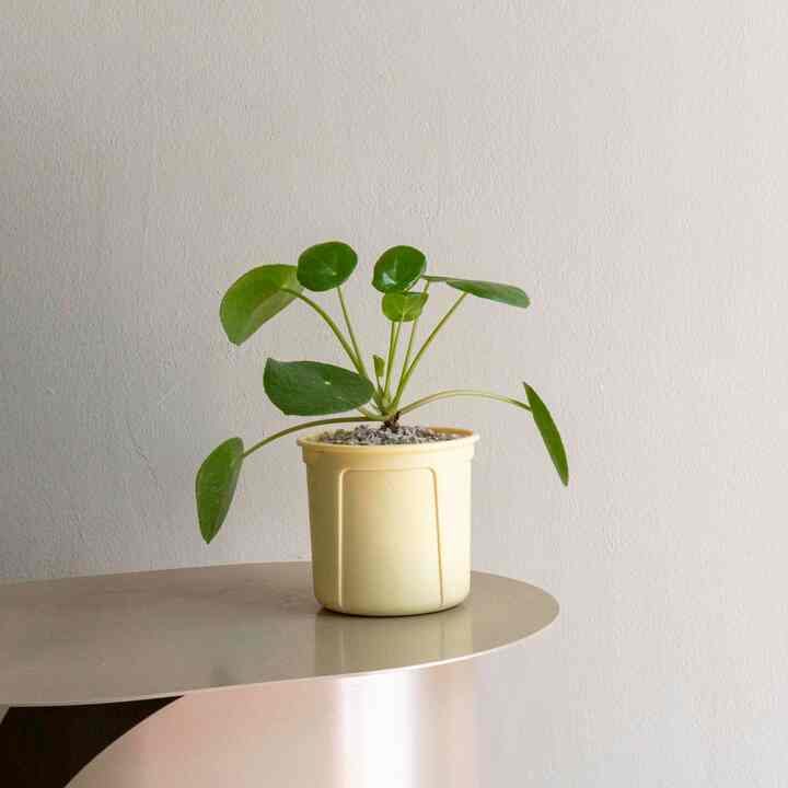 ピレア ペペロミオイデス ハンギングプラント［4色］