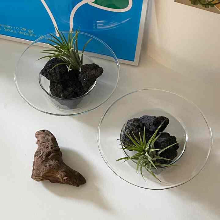 PLANT GARDENING SET イオナンサ ガラスボウル