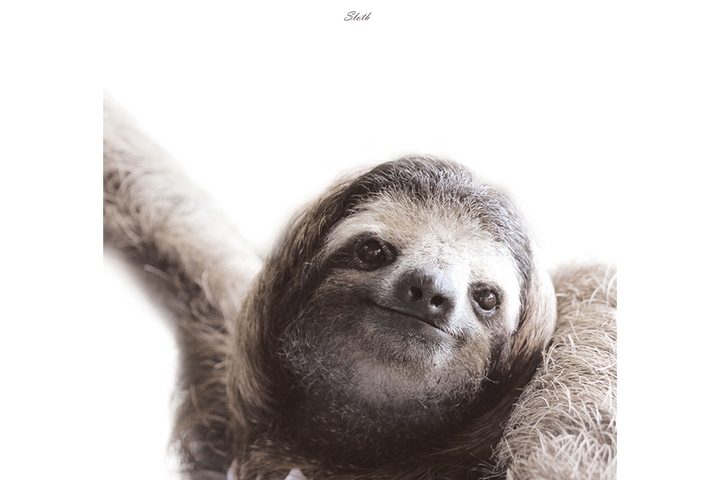그림·사진 > 애니멀팜 11_Sloth_나무늘보 | 오늘의집 쇼핑 애니멀팜 11_Sloth_나무늘보