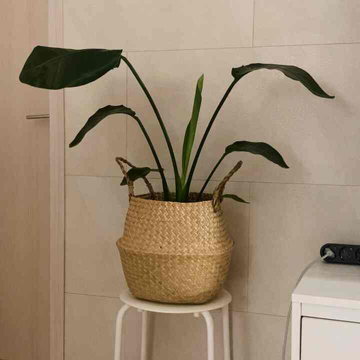 ラタンバスケット ポットカバー［7サイズ］