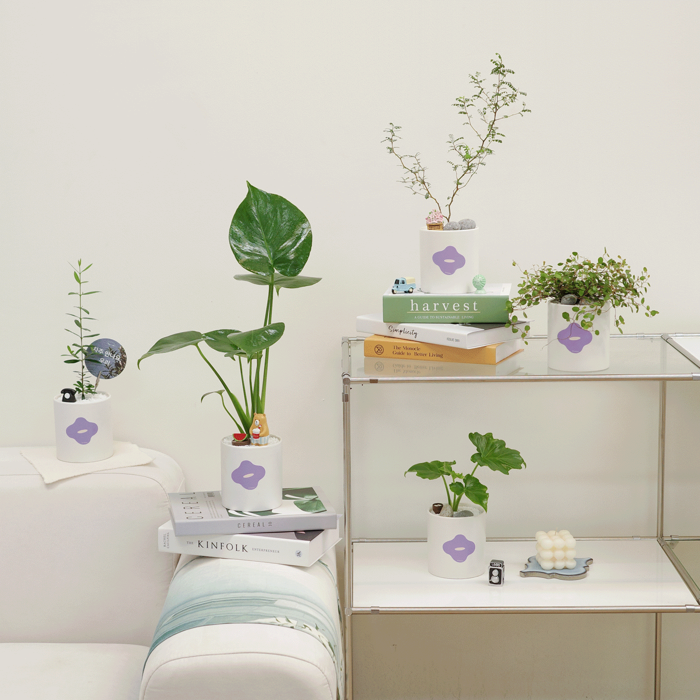 空気浄化植物 2点セット［45種］