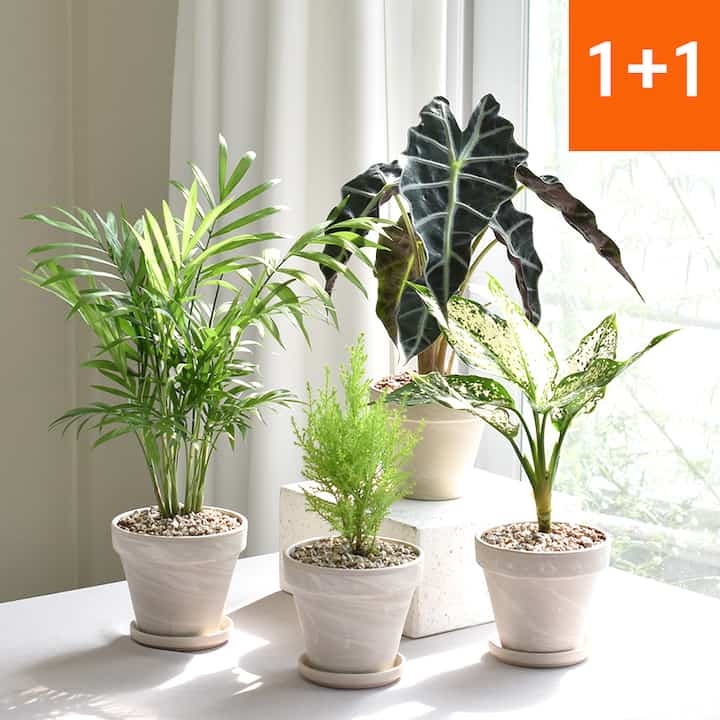 2点セット ドイツ製テラコッタ鉢 観葉植物 （マオリソフォラ・ユルマ・モンステラ・ユーカリ）