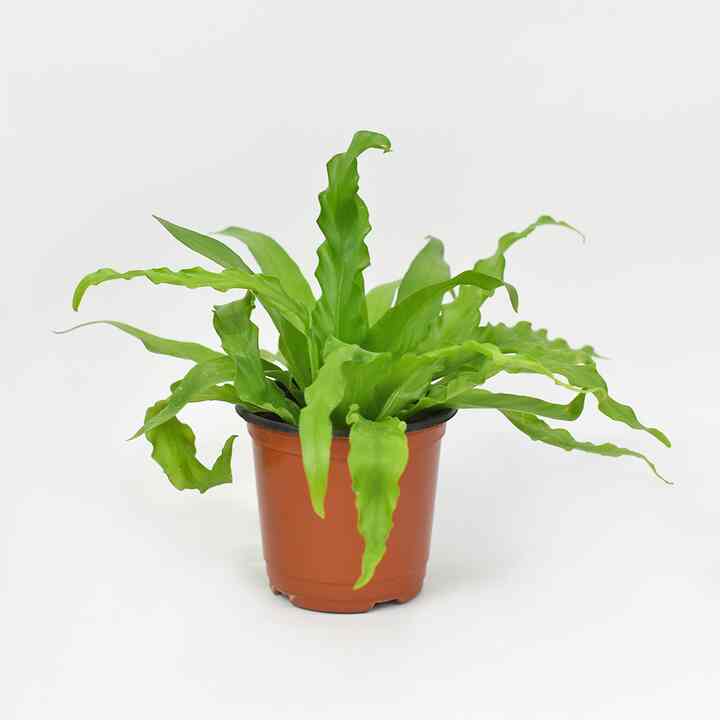 アビス 小型植物