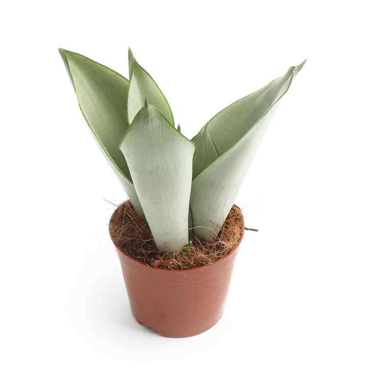 空気浄化植物 サンセベリアムーンシャイン