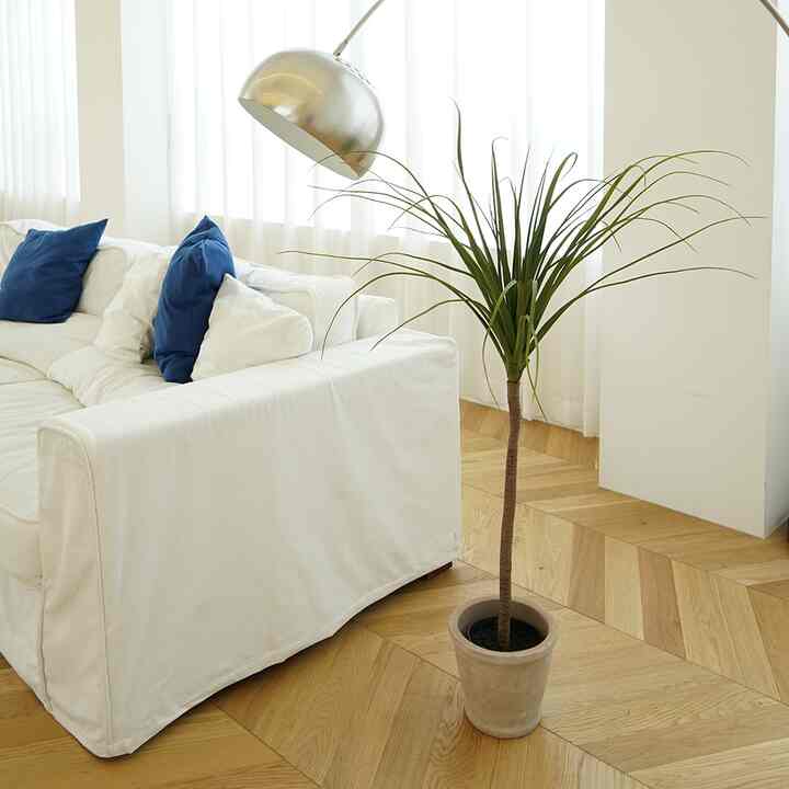 リュウケツジュ フェイクグリーン