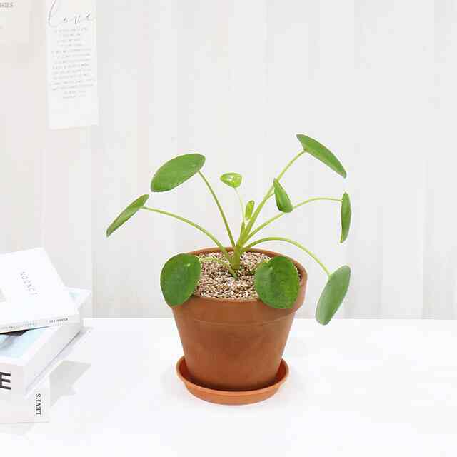 ピレア・ペペロミオイデス テラコッタ鉢セット