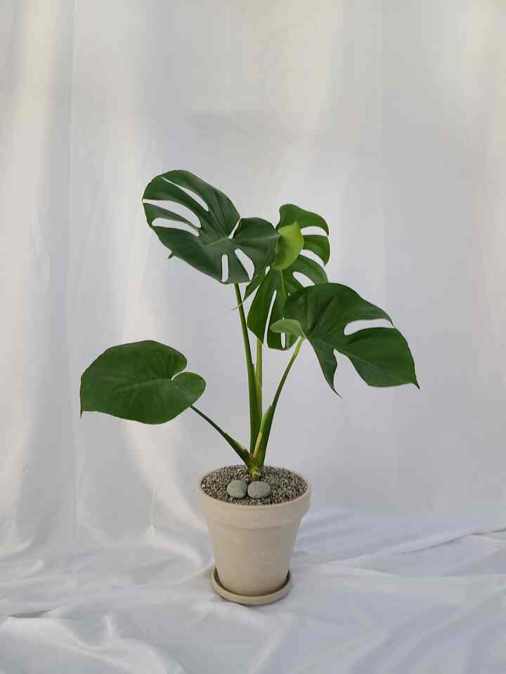 モンステラ 大型