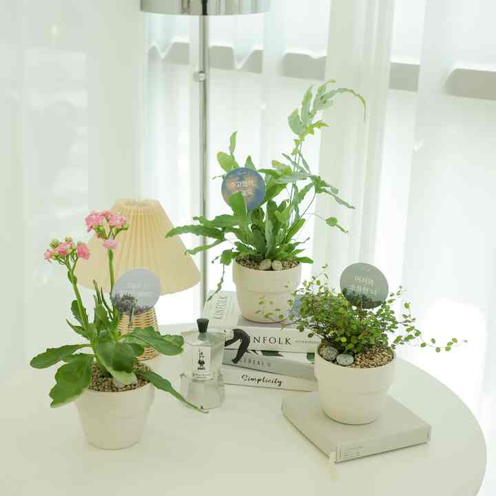 空気清浄植物 2個セット［35種］