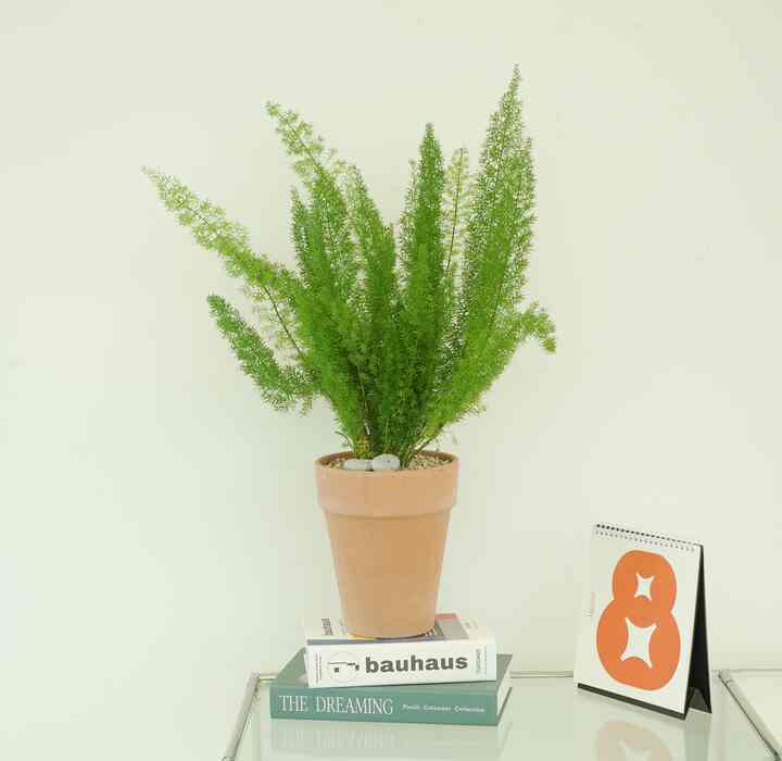 アスパラガス・メイリー