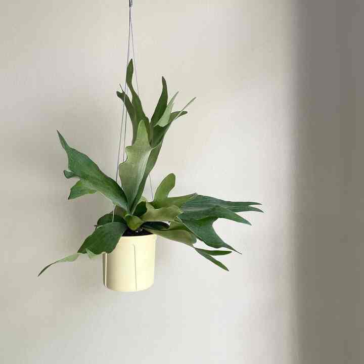 コウモリラン ビカクシダ