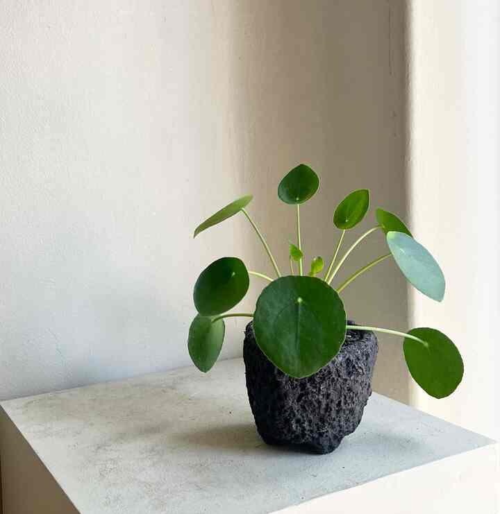 ピレア・ペペロミオイデス