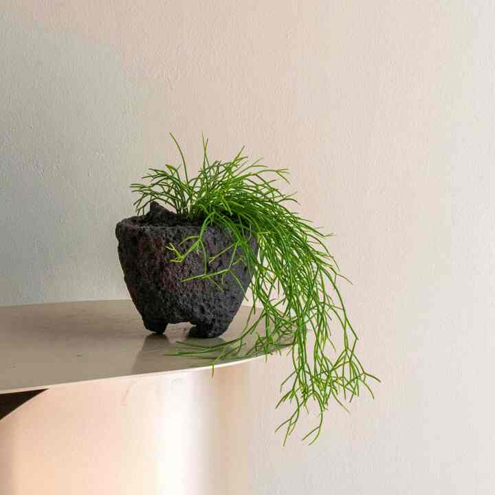 リプサリス・カスッサ  溶岩石鉢セット