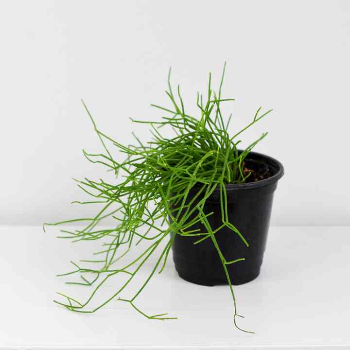 リプサリス・カスッサ