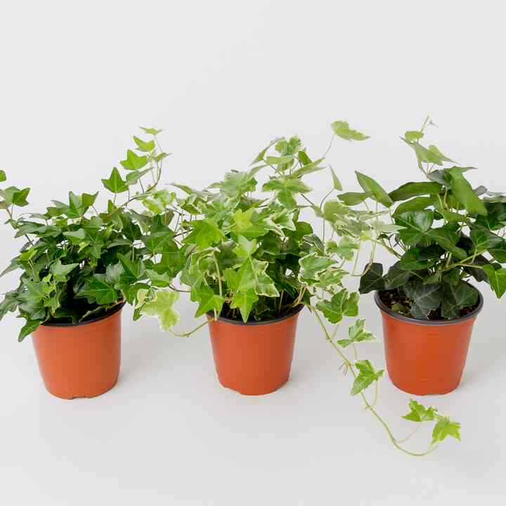 アイビー［3種］