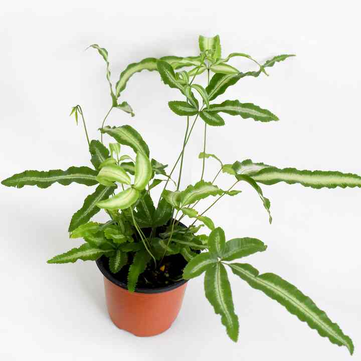 プテリス 小型植物