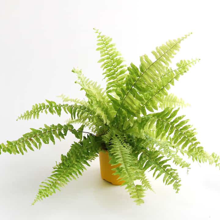 Tiger Fern ネフロレピス