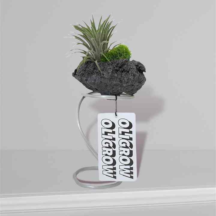 ティランジア・イオナンタ