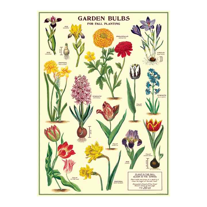 ラッピングペーパー ポスター GARDEN BULBS