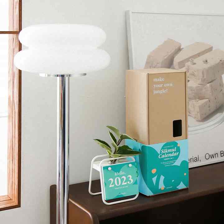 ヤシ 2023年 水耕植物カレンダー 植物セット