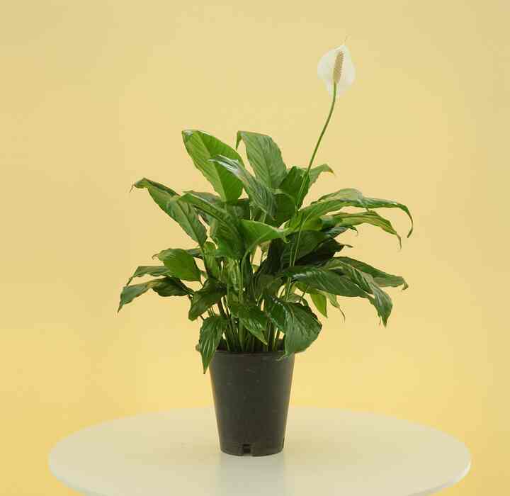 スパティフィラム［3サイズ］