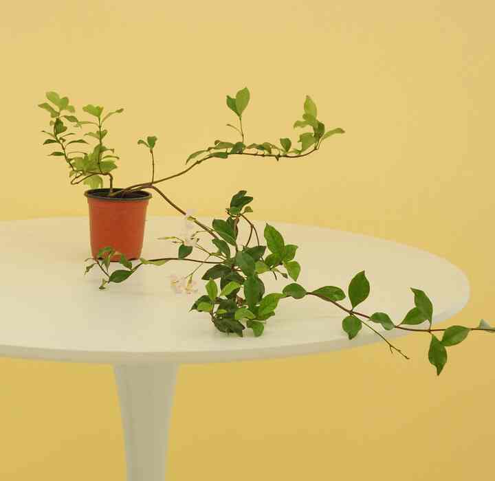 テイカカズラ 小型