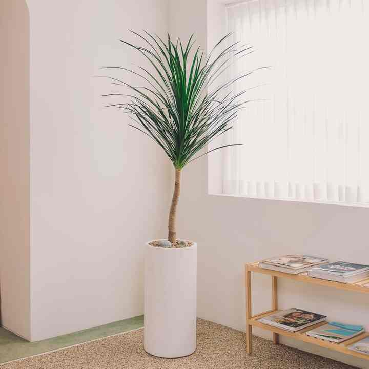 リュウケツジュ［3サイズ］