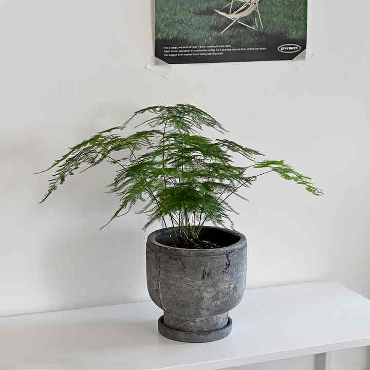 アスパラガス ナナス＆植木鉢セット