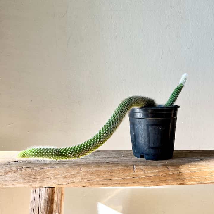 モンキーテールサボテン