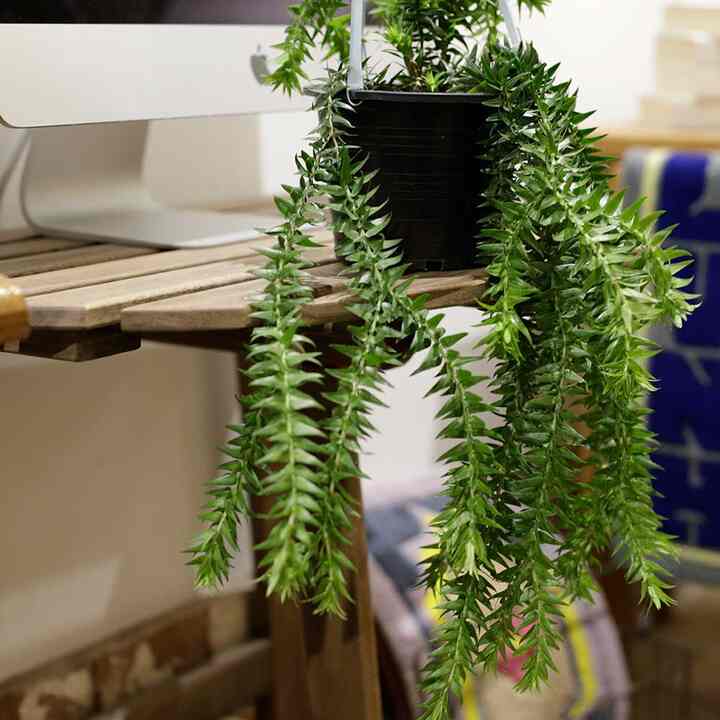 フペルジア フレグマリア ハンギングプラント