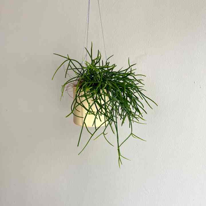 ハンギング リプサリス［4色］