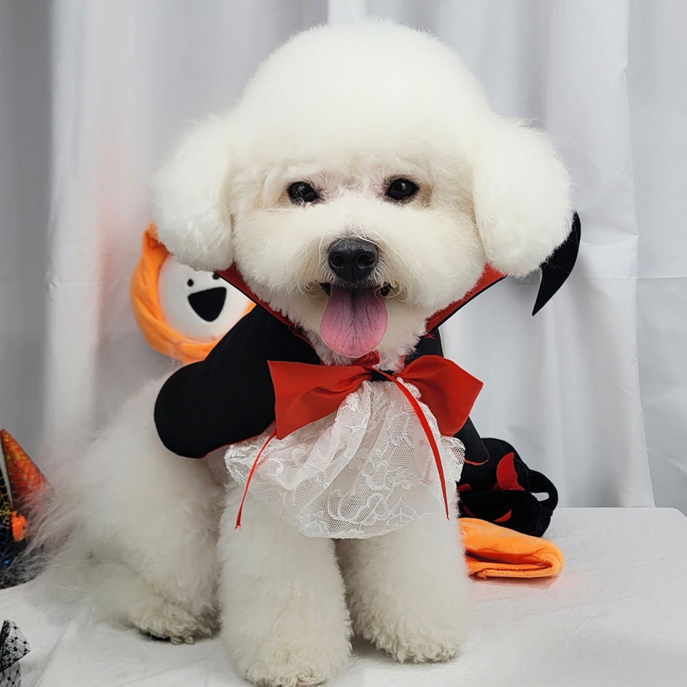 오늘의집 리치독스 강아지 고양이 애견 케이프 할로윈 뱀파이어 코스튬 드라큘라 공주망토