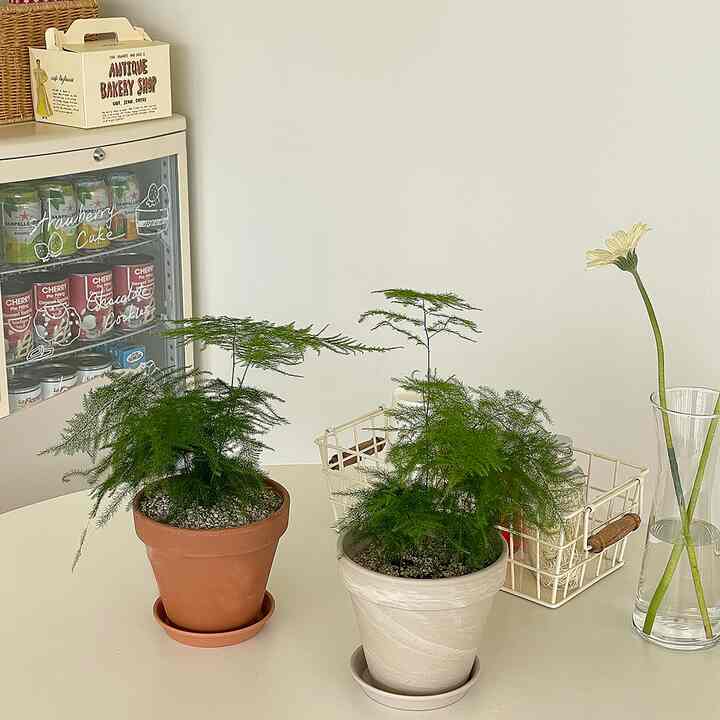 アスパラガス・ナヌス 小型ドイツ鉢セット［2色］