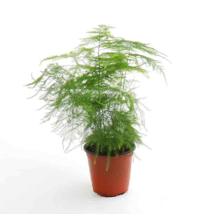Plumosa Nanus 観葉植物 アスパラガス