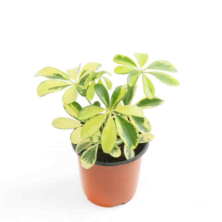 カラーホンコンカポック 小