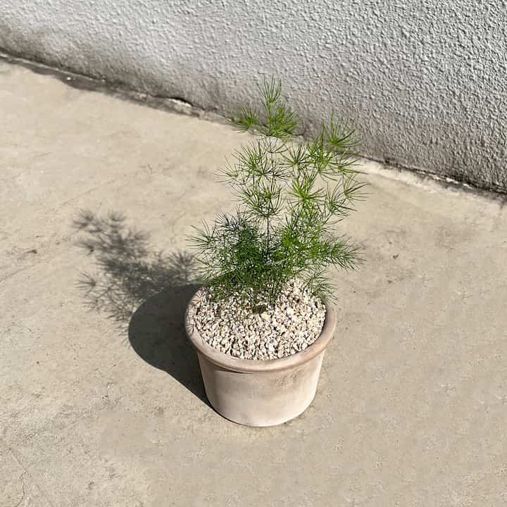 アスパラガス・デンシフロルス 'マイヤーズ'