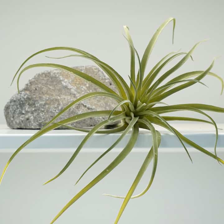 チランジア 造花［2色・3サイズ］